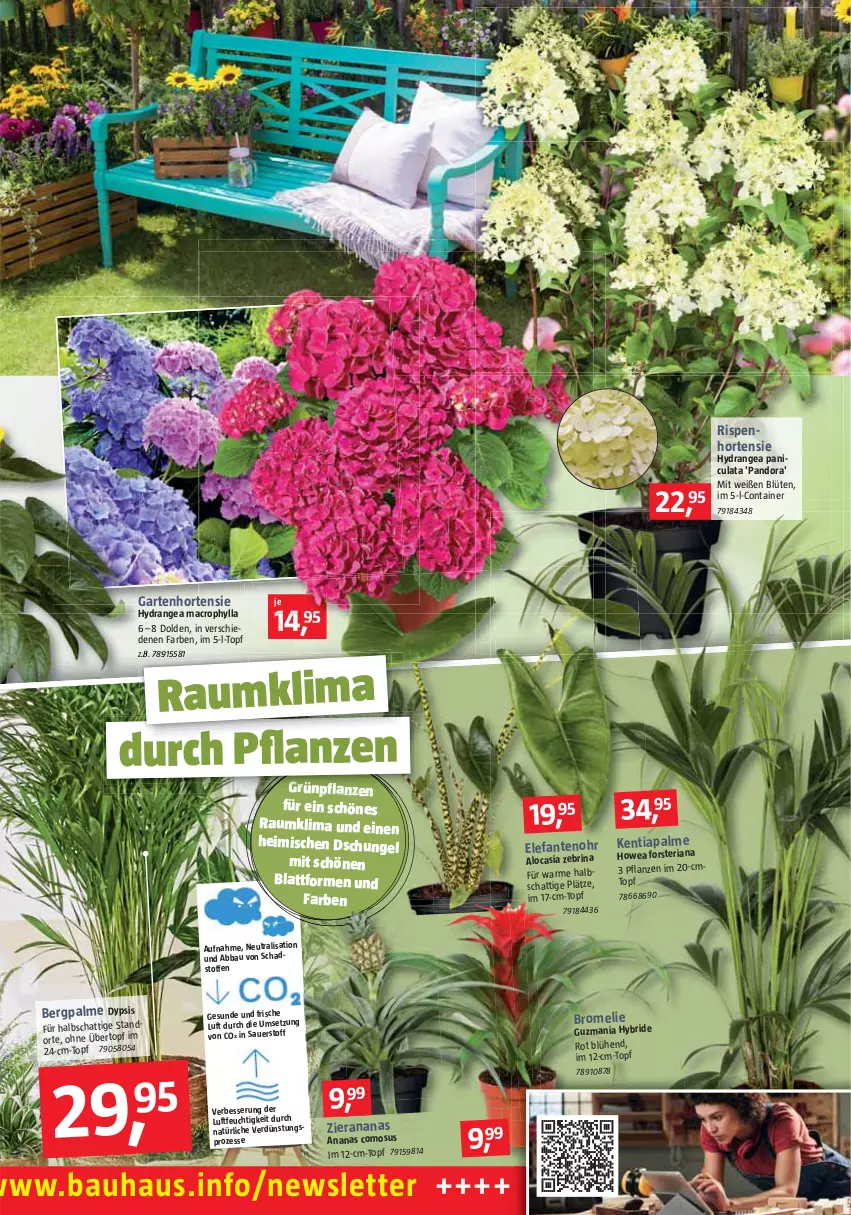 Aktueller Prospekt Bauhaus - Prospekte - von 30.07 bis 03.09.2022 - strona 8 - produkty: Abba, ananas, auer, Bau, Blüte, Bromelie, Container, Elefant, Garten, hortensie, hydrangea, hydrangea macrophylla, Hydrangea paniculata, mac, pflanze, pflanzen, Rana, Ria, Ti, topf, übertopf