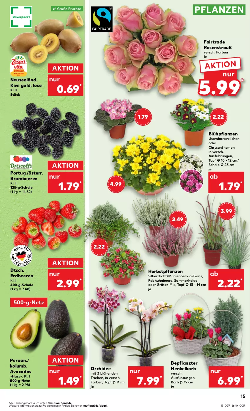 Aktueller Prospekt Kaufland - Prospekt - von 14.09 bis 20.09.2023 - strona 15 - produkty: angebot, angebote, avocado, avocados, beere, beeren, brombeere, brombeeren, chrysanthemen, Draht, erdbeere, erdbeeren, früchte, henkel, HP, kiwi, Kiwi Gold, korb, orchidee, pflanze, pflanzen, rosen, Rosenstrauß, Schal, Schale, Ti, topf, ZTE