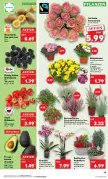 Gazetka promocyjna Kaufland - Prospekt - Gazetka - ważna od 20.09 do 20.09.2023 - strona 15 - produkty: angebot, angebote, avocado, avocados, beere, beeren, brombeere, brombeeren, chrysanthemen, Draht, erdbeere, erdbeeren, früchte, henkel, HP, kiwi, Kiwi Gold, korb, orchidee, pflanze, pflanzen, rosen, Rosenstrauß, Schal, Schale, Ti, topf, ZTE