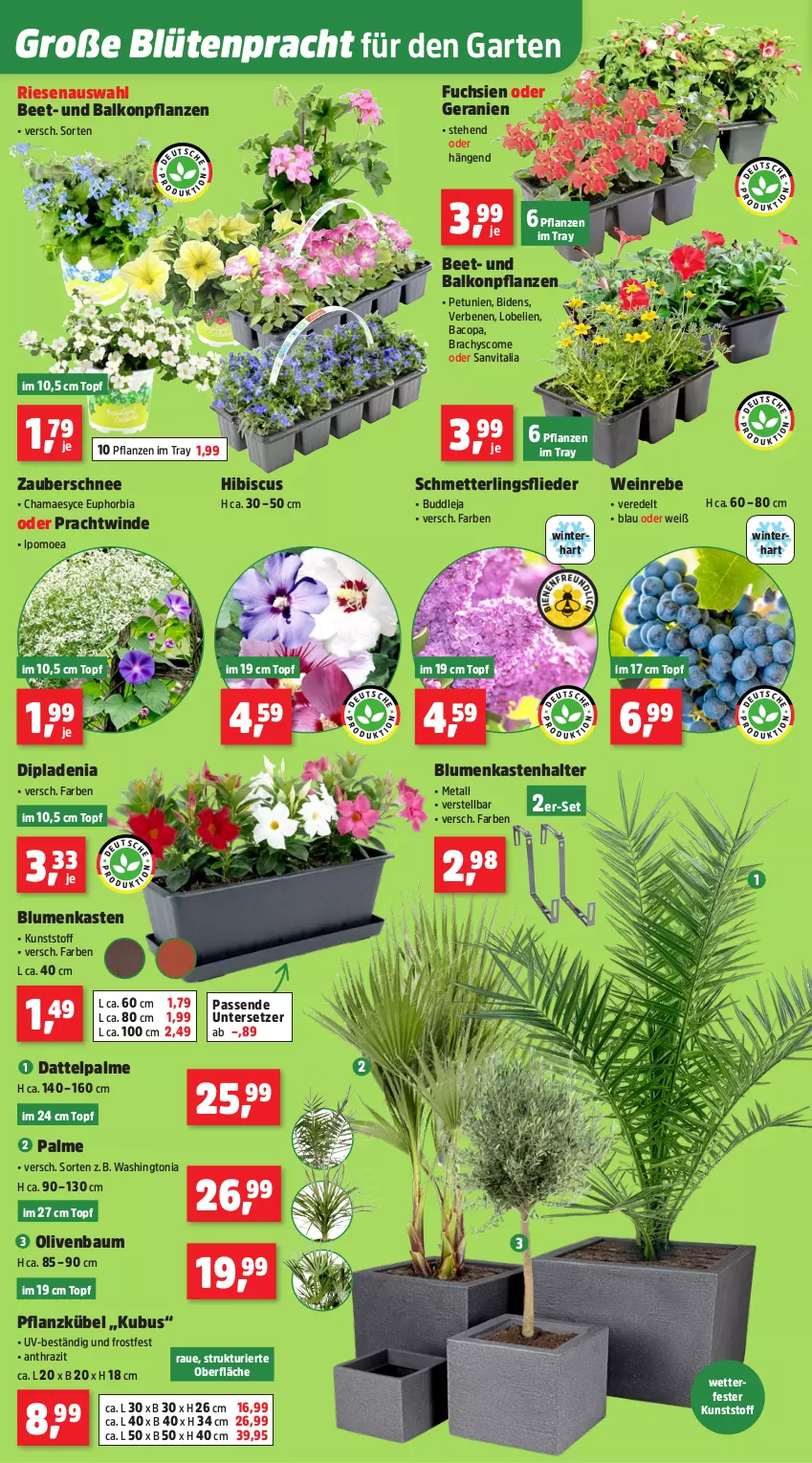 Aktueller Prospekt Thomas Philipps - von 04.05 bis 09.05.2026 - strona 6 - produkty: balkonpflanzen, Bau, blume, blumen, Blüte, dip, dipladenia, flieder, Garten, geranie, geranien, hama, Lobelie, Mett, olive, oliven, petunie, petunien, pflanze, pflanzen, Schmetterling, topf, Untersetzer, vita, wein