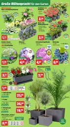 Gazetka promocyjna Thomas Philipps - Gazetka - ważna od 09.05 do 09.05.2026 - strona 6 - produkty: balkonpflanzen, Bau, blume, blumen, Blüte, dip, dipladenia, flieder, Garten, geranie, geranien, hama, Lobelie, Mett, olive, oliven, petunie, petunien, pflanze, pflanzen, Schmetterling, topf, Untersetzer, vita, wein