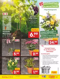 Gazetka promocyjna Netto Marken-Discount - Filial-Angebote - Gazetka - ważna od 02.09 do 02.09.2023 - strona 25 - produkty: angebot, beetpflanzen, bestpreis, blume, blumen, Blumenstrauß, burgunder, cabernet, coupon, eis, elle, erde, merl, merlot, orchidee, pflanze, pflanzen, reis, riesling, rosen, silvaner, Ti, topf, trauben, wein, ZTE