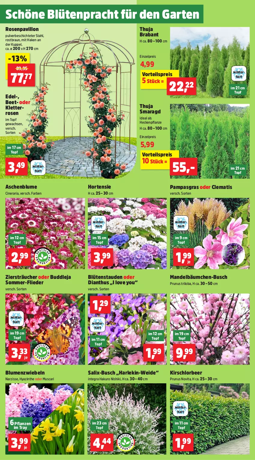 Aktueller Prospekt Thomas Philipps - von 17.03 bis 22.03.2025 - strona 2 - produkty: blume, blumen, Blüte, Blütenstauden, braun, cin, eis, flieder, Garten, hortensie, kirsch, mandel, pavillon, pflanze, pflanzen, reis, Ria, rosen, stauden, Ti, topf, vita, vorteilspreis, Yo, zwiebel, zwiebeln