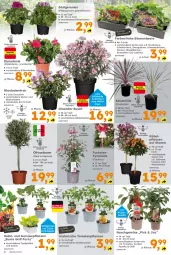 Gazetka promocyjna  - Gazetka - ważna od 27.04 do 27.04.2024 - strona 2 - produkty: Bau, blume, blumen, Blüte, Container, dip, dipladenia, frucht, geranie, geranien, grill, gurke, gurken, kübelpflanzen, LG, Lobelie, mit frucht, nuss, olive, oliven, paprika, Pelargonium, pflanze, pflanzen, ring, rosen, rum, salat, Schal, Schale, tomate, tomaten, topf, und gemüse