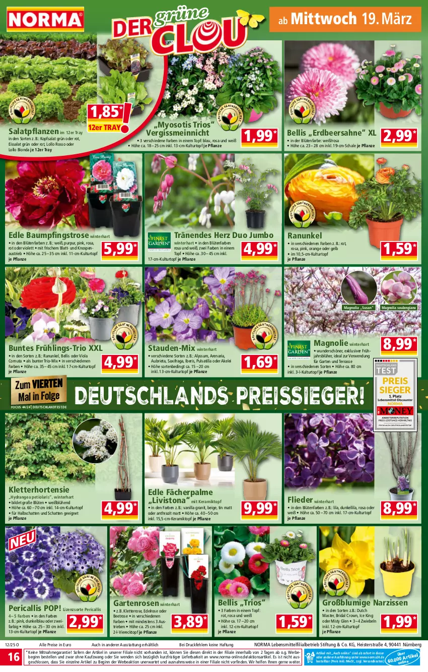 Aktueller Prospekt Norma - Norma - von 17.03 bis 24.03.2025 - strona 16 - produkty: aust, Bau, Bebe, bio, Blüte, brie, eis, elle, flieder, Garten, gin, hortensie, hydrangea, jumbo, kopfsalat, kulturtopf, lebensmittel, LG, Narzissen, ndk, orange, pflanze, pflanzen, reis, reiss, Ria, rosen, rwe, sahne, salat, Schal, Schale, stauden, Ti, topf, Yo, zwiebel, zwiebeln