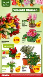 Gazetka promocyjna Penny - Prospekte - Gazetka - ważna od 19.02 do 19.02.2022 - strona 20 - produkty: Begonie, blume, blumen, früchte, olive, oliven, Ti, topf, zwiebel, zwiebeln
