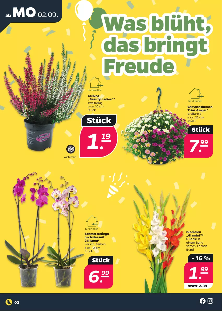 Aktueller Prospekt Netto - Woche 36 - von 02.09 bis 07.09.2024 - strona 2 - produkty: chrysanthemen, Gladiolen, Mett, orchidee, ring, Schmetterling, schmetterlingsorchidee, Ti