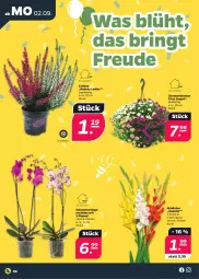 Gazetka promocyjna Netto - Woche 36 - Gazetka - ważna od 07.09 do 07.09.2024 - strona 2 - produkty: chrysanthemen, Gladiolen, Mett, orchidee, ring, Schmetterling, schmetterlingsorchidee, Ti