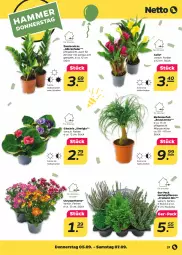 Gazetka promocyjna Netto - Woche 36 - Gazetka - ważna od 07.09 do 07.09.2024 - strona 37 - produkty: Elefant, pflanze, pflanzen
