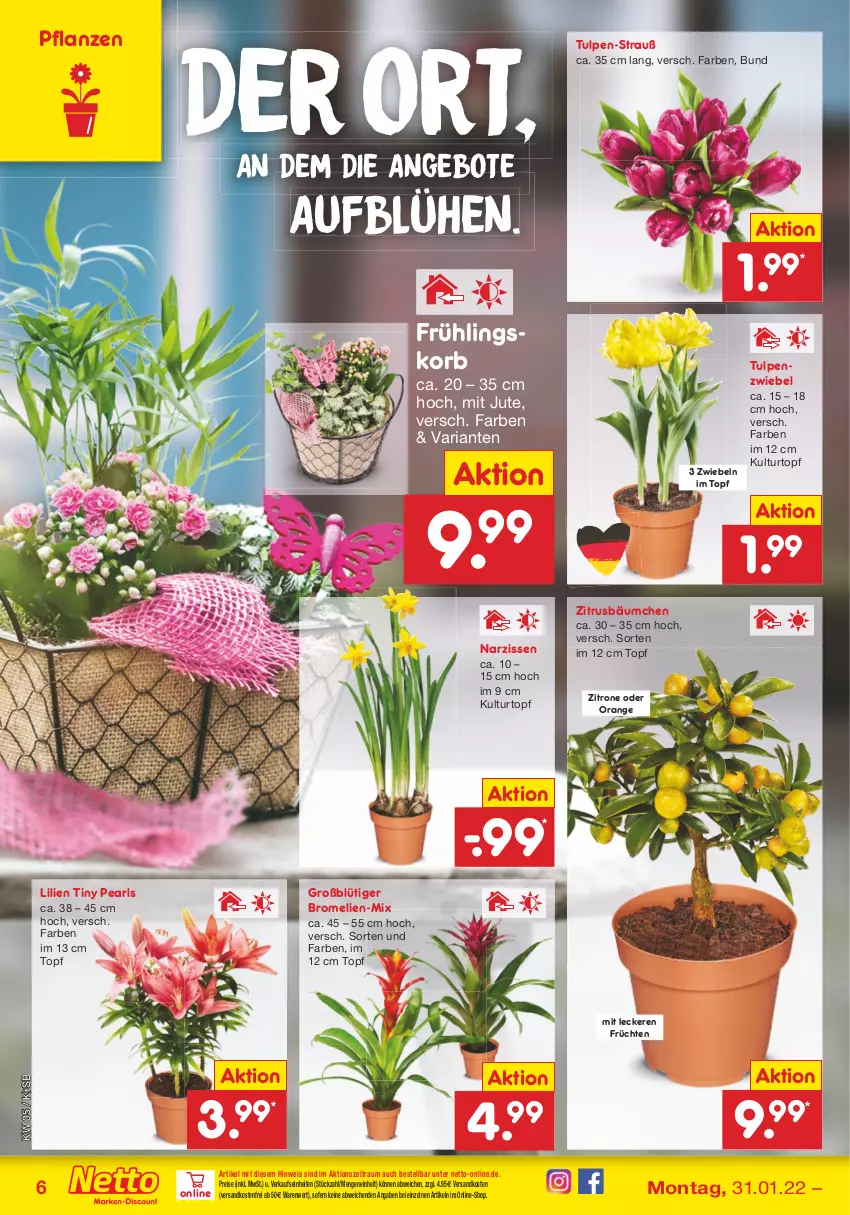 Aktueller Prospekt Netto Marken-Discount - Filial-Angebote - von 31.01 bis 05.02.2022 - strona 6 - produkty: angebot, angebote, Bromelie, eis, früchte, früchten, korb, kulturtopf, Narzissen, ndk, orange, pflanze, pflanzen, reis, Ria, Ti, topf, usb, versandkostenfrei, zitrone, zwiebel, zwiebeln