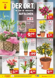 Gazetka promocyjna Netto Marken-Discount - Filial-Angebote - Gazetka - ważna od 05.02 do 05.02.2022 - strona 6 - produkty: angebot, angebote, Bromelie, eis, früchte, früchten, korb, kulturtopf, Narzissen, ndk, orange, pflanze, pflanzen, reis, Ria, Ti, topf, usb, versandkostenfrei, zitrone, zwiebel, zwiebeln