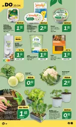 Gazetka promocyjna Netto - Woche 16 - Gazetka - ważna od 22.04 do 22.04.2023 - strona 28 - produkty: bio, blume, blumen, blumenkohl, bresso, cocktail, drink, eis, eisbergsalat, feinkost, gurke, gurken, hafer, Haferdrink, joghur, joghurt, kohlrabi, mandel, natur, nuss, pflanze, pflanzen, Rauch, salat, sim, snack, soja, spreewälder, Ti, Tofu, tomate, tomaten, Vegeta