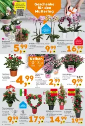 Gazetka promocyjna  - Gazetka - ważna od 10.05 do 10.05.2025 - strona 4 - produkty: blume, Blüte, dip, dipladenia, orchidee, pflanze, phalaenopsis, rosen, Schal, Schale, Ti, topf, übertopf, Yo, ZTE
