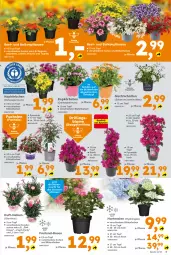 Gazetka promocyjna - Gazetka - ważna od 10.05 do 10.05.2025 - strona 5 - produkty: balkonpflanzen, Begonia, blume, Blüte, hortensie, hortensien, hydrangea, Körbchen, pflanze, pflanzen, rosen, Ti, topf, Yo