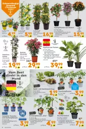 Gazetka promocyjna  - Gazetka - ważna od 10.05 do 10.05.2025 - strona 6 - produkty: aubergine, auberginen, beere, beeren, bio, Blaubeer, blaubeere, blume, Container, Feigen, gin, gurke, gurken, heidelbeere, heidelbeeren, himbeer, himbeere, himbeeren, kübelpflanzen, obst, paprika, Passiflora, peperoni, Peroni, pflanze, pflanzen, salat, Schal, Schale, tomate, tomaten, topf, und gemüse