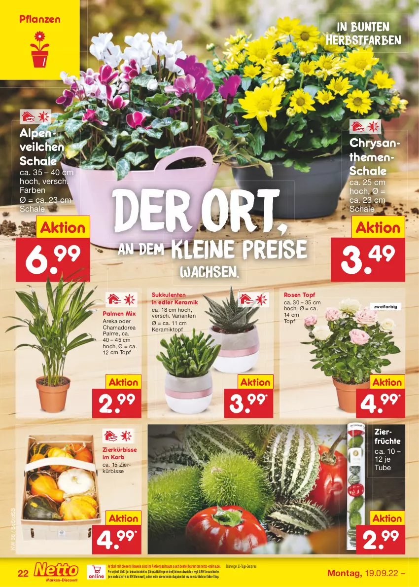 Aktueller Prospekt Netto Marken-Discount - Filial-Angebote - von 19.09 bis 24.09.2022 - strona 22 - produkty: Alpenveilchen, bestpreis, chrysanthemen, eis, ente, früchte, hama, korb, Kürbis, leine, ndk, pflanze, pflanzen, reis, Ria, rosen, Schal, Schale, Sukkulente, Ti, topf, versandkostenfrei