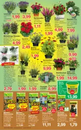 Gazetka promocyjna Jawoll - Prospekte - Gazetka - ważna od 02.07 do 02.07.2022 - strona 6 - produkty: blume, blumen, blumenerde, dell, dip, dünger, Echinacea, edellieschen, eier, eis, elle, Engel, erde, Garten, gartennelke, Gemüseerde, geranie, Heu, Kraut, kräuter, lavendel, ndk, neuheit, Pelargonium, pflanze, pflanzen, pflanzerde, rasen, rasendünger, rel, rind, rosen, Rowi, sac, Schal, Schale, schoko, schokolade, schokoladen, Spezi, stauden, Ti, tomate, tomaten, topf, tuc, Yo