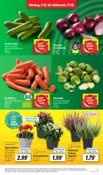 Gazetka promocyjna Lidl - Aktionsprospekt - Gazetka - ważna od 14.10 do 14.10.2023 - strona 5 - produkty: Alpenveilchen, angebot, bio, chrysanthemen, discount, eis, gurke, gurken, Heidekraut, henkel, korb, Kraut, kulturtopf, LG, möhren, pflanze, pflanzen, reis, rosen, Rosenkohl, Rote Zwiebel, snack, Ti, topf, ZTE, zwiebel, zwiebeln