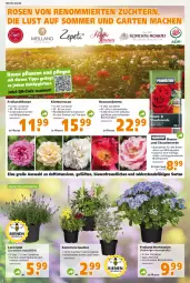 Gazetka promocyjna  - Prospekt für Globus Baumarkt  Achern - Gazetka - ważna od 18.06 do 18.06.2022 - strona 2 - produkty: beispielabbildung, Blüte, Container, eis, erde, Garten, Hobby, hortensie, hortensien, hydrangea, hydrangea macrophylla, lavendel, mac, pflanze, pflanzen, Ria, rosen, sac, Spezi, stauden, Ti, topf, vita
