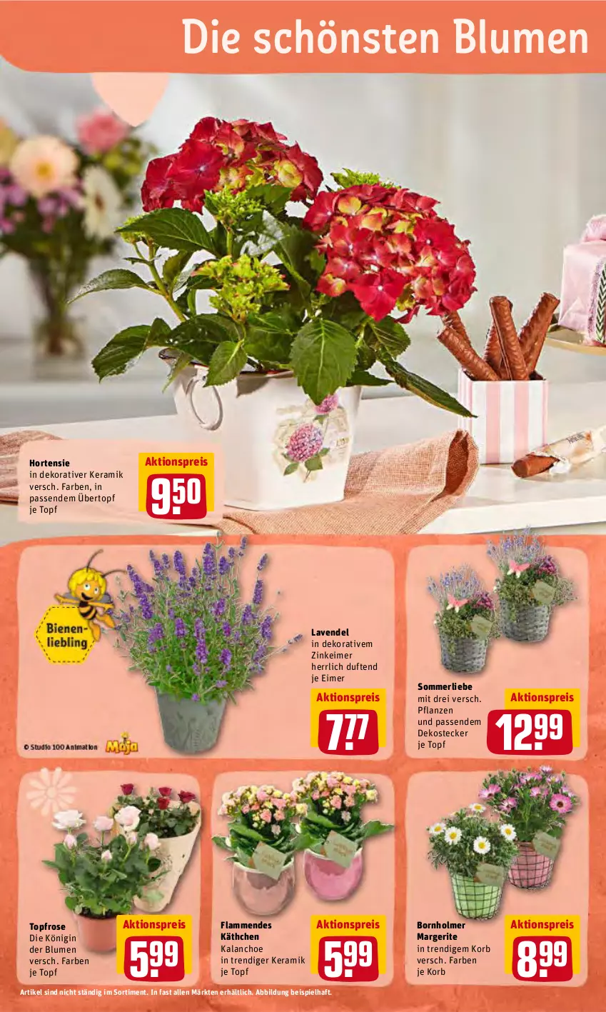 Aktueller Prospekt Rewe - Prospekte - von 02.05 bis 08.05.2022 - strona 14 - produkty: aktionspreis, blume, blumen, eimer, eis, gin, hortensie, Kalanchoe, korb, lamm, lavendel, merl, pflanze, pflanzen, reis, Ti, topf, übertopf