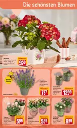 Gazetka promocyjna Rewe - Prospekte - Gazetka - ważna od 08.05 do 08.05.2022 - strona 14 - produkty: aktionspreis, blume, blumen, eimer, eis, gin, hortensie, Kalanchoe, korb, lamm, lavendel, merl, pflanze, pflanzen, reis, Ti, topf, übertopf