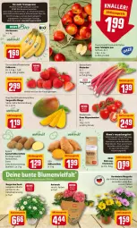 Gazetka promocyjna Rewe - Prospekte - Gazetka - ważna od 08.05 do 08.05.2022 - strona 2 - produkty: aktionspreis, asti, banane, bananen, beere, beeren, beutel, bio, blume, blumen, Cif, eis, erdbeere, erdbeeren, Frühkartoffeln, hortensie, kartoffel, kartoffeln, mango, pflanze, pflanzen, reis, rewe bio, rhabarber, rispentomaten, rote tafeläpfel, rwe, Schal, Schale, speisefrühkartoffeln, Süßkartoffeln, tafeläpfel, Ti, tomate, tomaten, topf