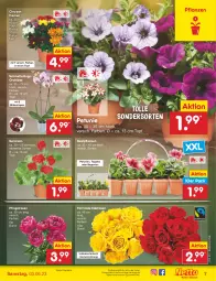 Gazetka promocyjna Netto Marken-Discount - Filial-Angebote - Gazetka - ważna od 03.06 do 03.06.2023 - strona 7 - produkty: angebot, beetpflanzen, Begonie, bestpreis, blume, blumen, Blüte, chrysanthemen, eis, geranie, geranien, kulturtopf, Mett, orchidee, petunie, petunien, Pfingstrosen, pflanze, pflanzen, reis, rosen, Schmetterling, schmetterlingsorchidee, Ti, topf, ZTE