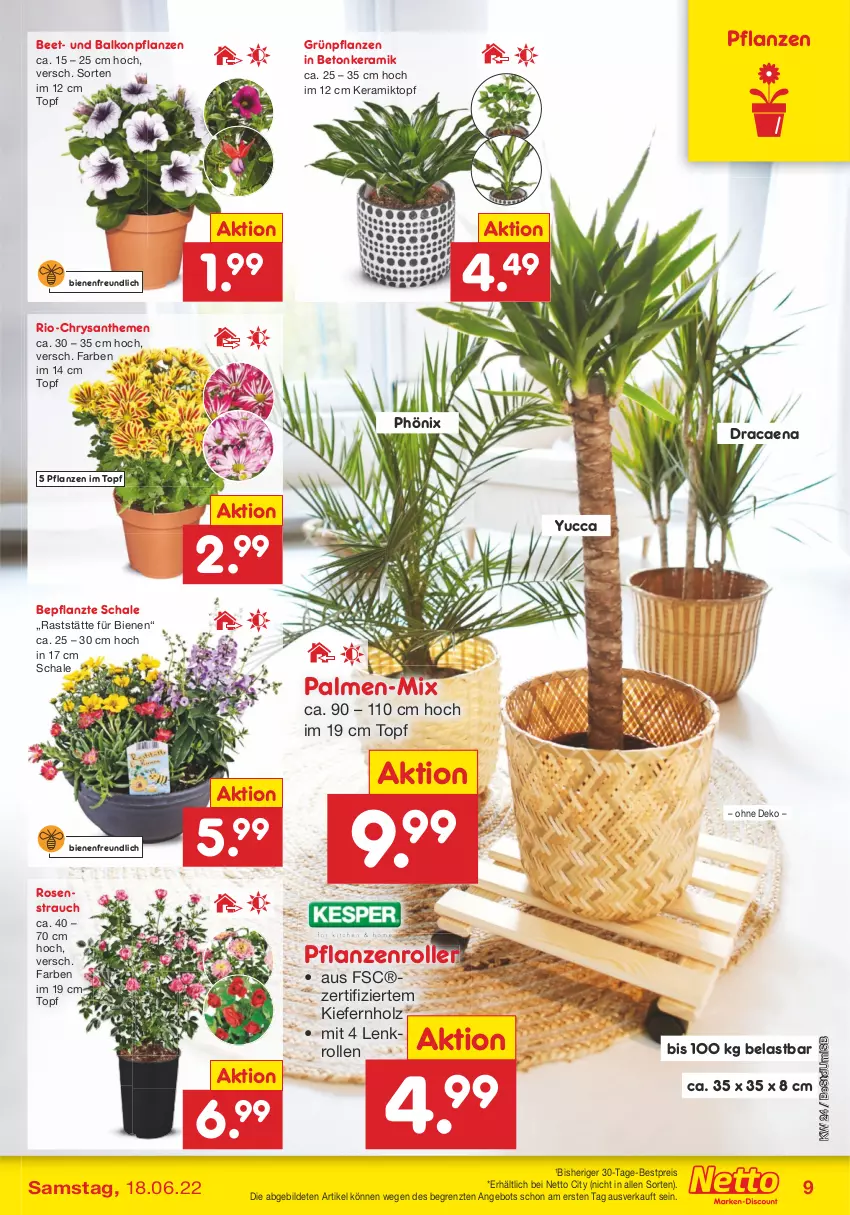 Aktueller Prospekt Netto Marken-Discount - Filial-Angebote - von 13.06 bis 18.06.2022 - strona 9 - produkty: angebot, balkonpflanzen, bestpreis, chrysanthemen, eis, Grünpflanzen, Holz, pflanze, pflanzen, Rauch, reis, Roller, rosen, Schal, Schale, Ti, topf, ZTE