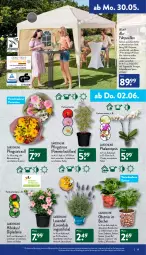 Gazetka promocyjna Aldi Nord - Aldi-Aktuell - Gazetka - ważna od 04.06 do 04.06.2022 - strona 19 - produkty: Abba, auer, banane, Bau, Becher, beere, blume, blumen, Blüte, Brei, dip, dipladenia, elle, erdbeere, Faltpavillon, gin, hering, kaffee, kulturtopf, lavendel, obst, pavillon, pflanze, phalaenopsis, Ria, ring, Tasche, Ti, tomate, topf, tragetasche, uv-schutz, wasser, ZTE