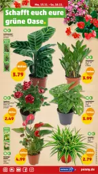 Gazetka promocyjna Penny - Prospekte - Gazetka - ważna od 18.11 do 18.11.2023 - strona 17 - produkty: blume, Blüte, korb, topf
