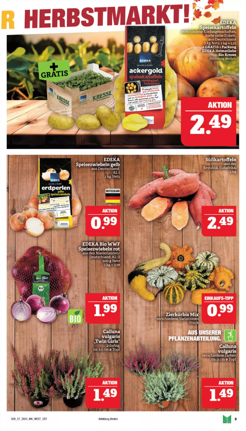 Aktueller Prospekt Marktkauf - Prospekt - von 08.09 bis 14.09.2024 - strona 13 - produkty: bio, deka, eier, eis, Kürbis, LG, Ria, rind, Speisezwiebeln, Ti, topf, zwiebel, zwiebeln