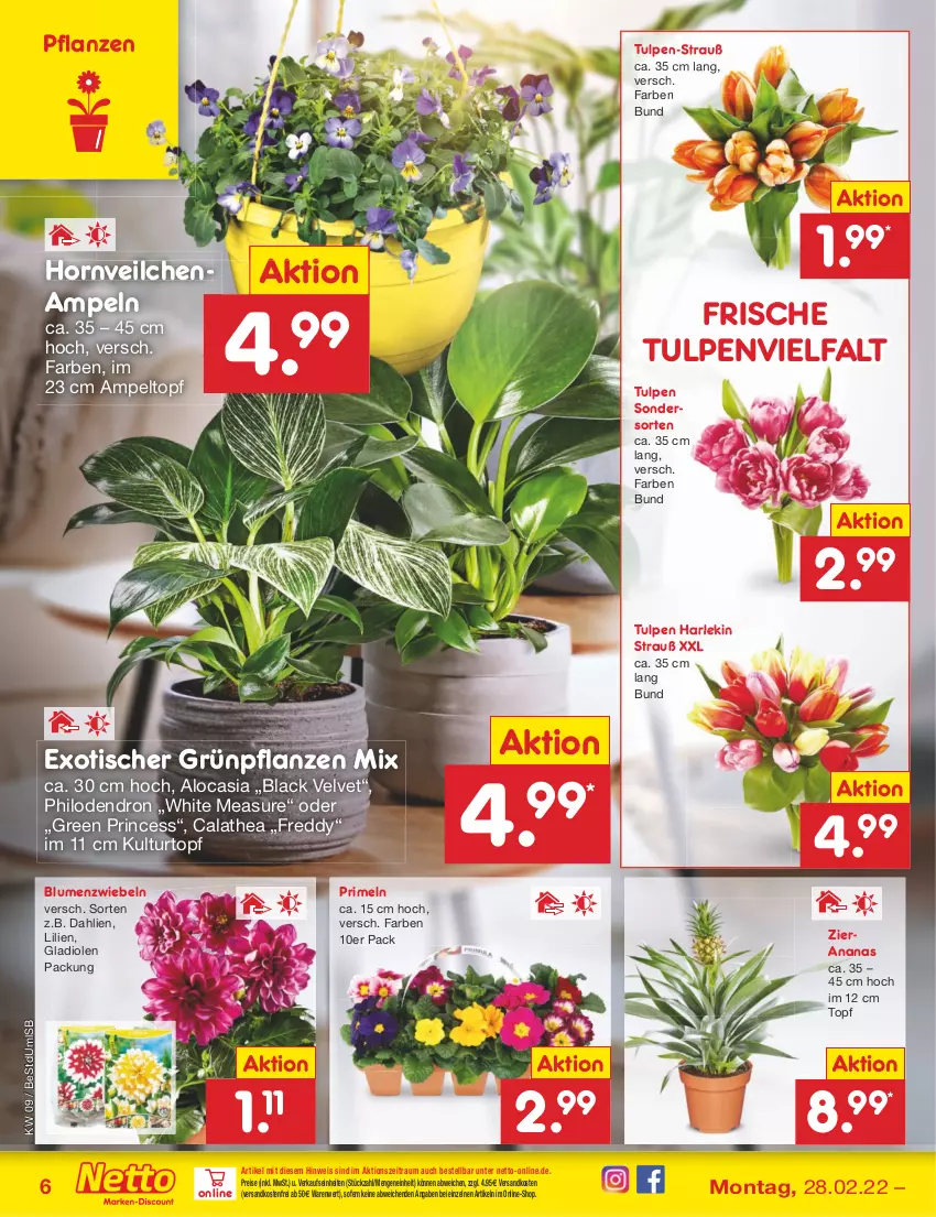 Aktueller Prospekt Netto Marken-Discount - Filial-Angebote - von 28.02 bis 05.03.2022 - strona 6 - produkty: ananas, blume, blumen, dahlie, eis, Gladiolen, Grünpflanzen, kulturtopf, lack, ndk, pflanze, pflanzen, Primeln, Rana, reis, Thea, Ti, tisch, topf, velvet, versandkostenfrei, zwiebel, zwiebeln