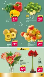 Gazetka promocyjna Netto - Woche 50 - Gazetka - ważna od 16.12 do 16.12.2023 - strona 3 - produkty: Blüte, kiwi, paprika, rosen, Rosenkohl, sac, topf
