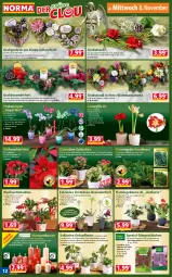 Gazetka promocyjna Norma - Norma - Gazetka - ważna od 13.11 do 13.11.2023 - strona 12 - produkty: auer, bio, blume, Blüte, champagne, champagner, dekoration, ente, Ficus, gin, Grünpflanzen, Holz, HP, Kalanchoe, kerze, kulturtopf, LG, messer, monster, Monstera, orange, orchidee, orchideen, pflanze, pflanzen, phalaenopsis, rel, Ria, rind, rosen, Spezi, tee, Ti, topf, Tüte, übertopf, Weihnachtsstern, zwiebel