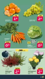 Gazetka promocyjna Netto - Woche 42 - Gazetka - ważna od 21.10 do 21.10.2023 - strona 3 - produkty: Bundmöhren, clementinen, eis, eisbergsalat, möhren, Ria, sac, salat, Ti, topf, trauben