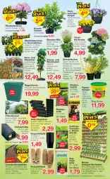 Gazetka promocyjna Jawoll - Prospekte - Gazetka - ważna od 26.02 do 26.02.2022 - strona 5 - produkty: apfel, blume, blumen, blumenerde, Container, decke, Deckel, dünger, eimer, eis, Elan, erde, Gemüseerde, gin, hortensie, HP, kirsch, kirsche, Kraut, kräuter, latte, leine, obst, pflanze, pflanzen, pflaume, rasen, rasendünger, reis, rind, rindenmulch, sac, stauden, Ti, tisch, tomate, tomaten, topf