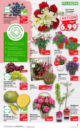 Gazetka promocyjna Kaufland - Gazetka - ważna od 25.05 do 25.05.2022 - strona 15 - produkty: angebot, angebote, apfel, beere, beeren, bio, geranie, heidelbeere, heidelbeeren, hortensie, hortensien, HP, kirsch, kirsche, korb, mango, obst, Obst und Gemüse, pflanze, pflanzen, rosen, Rosenstrauß, tafeltrauben, Ti, topf, topf ø 12 cm, trauben, trolli, und gemüse