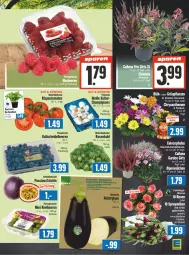 Gazetka promocyjna Edeka - Angebote der Woche - Gazetka - ważna od 23.09 do 23.09.2023 - strona 5 - produkty: basilikum, beere, beeren, bio, champignon, champignons, chrysanthemen, früchte, Grünpflanzen, heidelbeere, heidelbeeren, kiwi, pflanze, pflanzen, rispentomaten, rosen, Rosenkohl, Schal, Schale, Ti, tomate, tomaten, topf