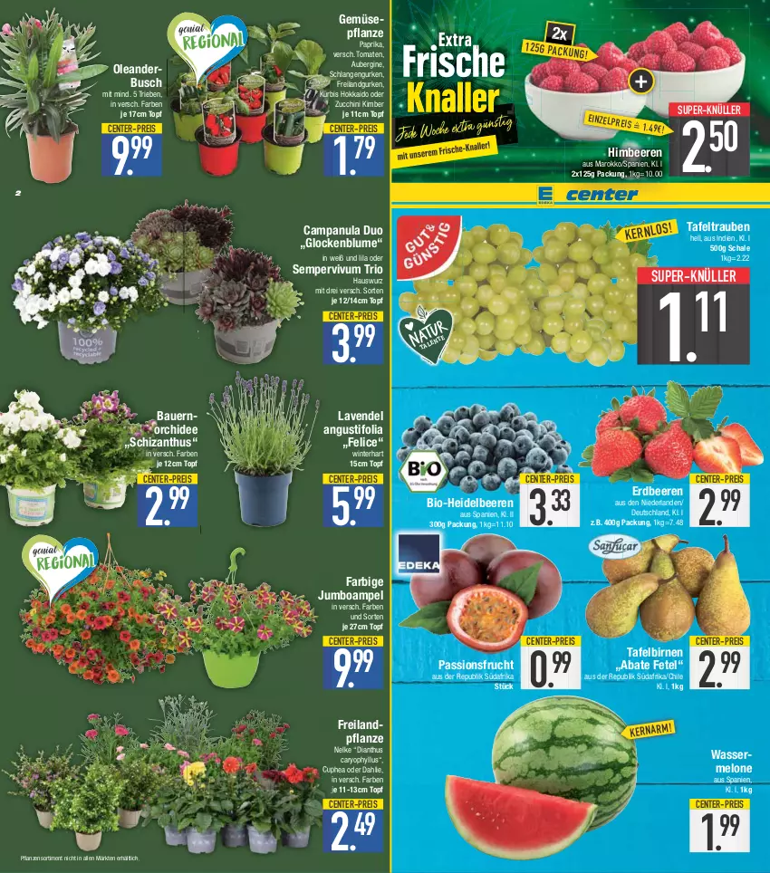 Aktueller Prospekt E Center - Angebote der Woche - von 24.04 bis 29.04.2023 - strona 2 - produkty: aubergine, auer, Bau, Bauer, beere, beeren, bio, Birnen, blume, Campanula, dahlie, eis, ente, erdbeere, erdbeeren, frucht, gin, gurke, gurken, Hauswurz, heidelbeere, heidelbeeren, himbeer, himbeere, himbeeren, jumbo, Kürbis, Landgurken, lavendel, melone, orchidee, paprika, passionsfrucht, pflanze, pflanzen, reis, Schal, Schale, Sempervivum, super-knüller, tafelbirnen, tafeltrauben, Ti, tomate, tomaten, topf, trauben, wasser, wassermelone, Yo, zucchini