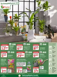 Gazetka promocyjna Globus - Prospekte - Gazetka - ważna od 05.02 do 05.02.2022 - strona 8 - produkty: alle artikel ohne dekoration, ananas, angebot, angebotspreis, auer, bio, biozidprodukte, blume, blumen, Blüte, Bromelie, cola, compo sana, dekoration, dünger, eis, erde, orchidee, orchideen, Orchideenerde, pflanze, pflanzen, Rauch, reis, rel, rwe, sana, sonderposten, Ti, topf, übertopf