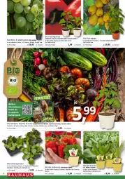 Gazetka promocyjna Bauhaus - Prospekte - Gazetka - ważna od 29.04 do 29.04.2023 - strona 16 - produkty: basilikum, beere, beeren, Beluga, bio, bree, Cap, eis, erdbeere, erdbeeren, frucht, gurke, HP, jumbo, kiwi, kohlrabi, kopfsalat, kräuter, Meister, paprika, Pepo, rel, salat, Schal, Schale, schnittlauch, tafeltrauben, Ti, tomate, tomaten, topf, trauben, waldmeister, wein, zucchini