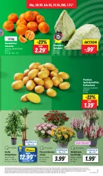 Gazetka promocyjna Lidl - Aktionsprospekt - Gazetka - ważna od 04.11 do 04.11.2023 - strona 3 - produkty: Abtei, angebot, chrysanthemen, coupon, discount, eier, eis, Heidekraut, kartoffel, kartoffeln, Kraut, LG, mandarine, mandarinen, pflanze, pflanzen, reis, Schal, Schale, speisekartoffeln, spitzkohl, Ti, topf, ZTE