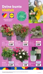 Gazetka promocyjna Lidl - Aktionsprospekt - Gazetka - ważna od 22.06 do 22.06.2024 - strona 5 - produkty: angebot, Echinacea, ente, kulturtopf, pflanze, pflanzen, rosen, Sukkulente, Ti, topf, übertopf, Yo, ZTE