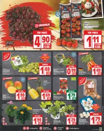 Gazetka promocyjna Edeka - Angebote der Woche - Gazetka - ważna od 17.06 do 17.06.2023 - strona 3 - produkty: ball, bio, Bundmöhren, champignon, champignons, deka, edeka bio, eier, eis, mango, möhren, pflanze, pflanzen, pflaume, pflaumen, reis, salat, Schal, Schale, stauden, Ti, tomate, tomaten, top-preis