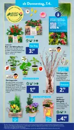 Gazetka promocyjna AldiSud - ALDI Aktuell - Gazetka - ważna od 09.04 do 09.04.2022 - strona 21 - produkty: aldi, alle artikel ohne dekoration, aubergine, auberginen, auer, balkonpflanzen, Bau, beere, beeren, decke, dekoration, dell, eis, elle, gardenline®, Garten, geranie, geranien, gin, gurke, Holz, Kalanchoe, Kätzchen, korb, kulturtopf, LG, Mode, paprika, pfirsich, pflanze, pflanzen, ring, rwe, Tasche, Ti, tomate, topf, Vase, ZTE, zucchini
