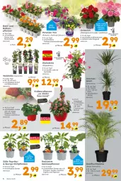 Gazetka promocyjna  - Gazetka - ważna od 11.04 do 11.04.2026 - strona 6 - produkty: Bau, Blüte, chili, dip, dipladenia, Elan, ente, frucht, geranie, geranien, gurke, gurken, paprika, Pelargonium, peperoni, Peroni, petunie, petunien, Ti, tomate, tomaten, topf, zucchini
