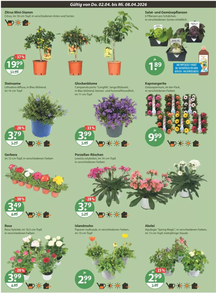 Aktueller Prospekt Vmarkt - Prospekte - von 02.04 bis 08.04.2026 - strona 20 - produkty: AEZ, bio, blume, Blüte, Campanula, citrus, dünger, Gerber, longlife, natur, pflanze, pflanzen, ring, salat, topf, und gemüse