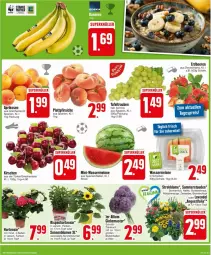 Gazetka promocyjna Edeka - Prospekte - Gazetka - ważna od 22.06 do 22.06.2024 - strona 3 - produkty: aprikose, aprikosen, ball, beere, beeren, blume, blumen, Blüte, eier, eis, elle, erdbeere, erdbeeren, hortensie, kirsch, kirsche, kirschen, Kraut, lavendel, melone, pfirsich, pfirsiche, plattpfirsiche, reis, Schal, Schale, sonnenblume, sonnenblumen, stauden, Strohblume, tafeltrauben, Ti, topf, trauben, wasser, wassermelone