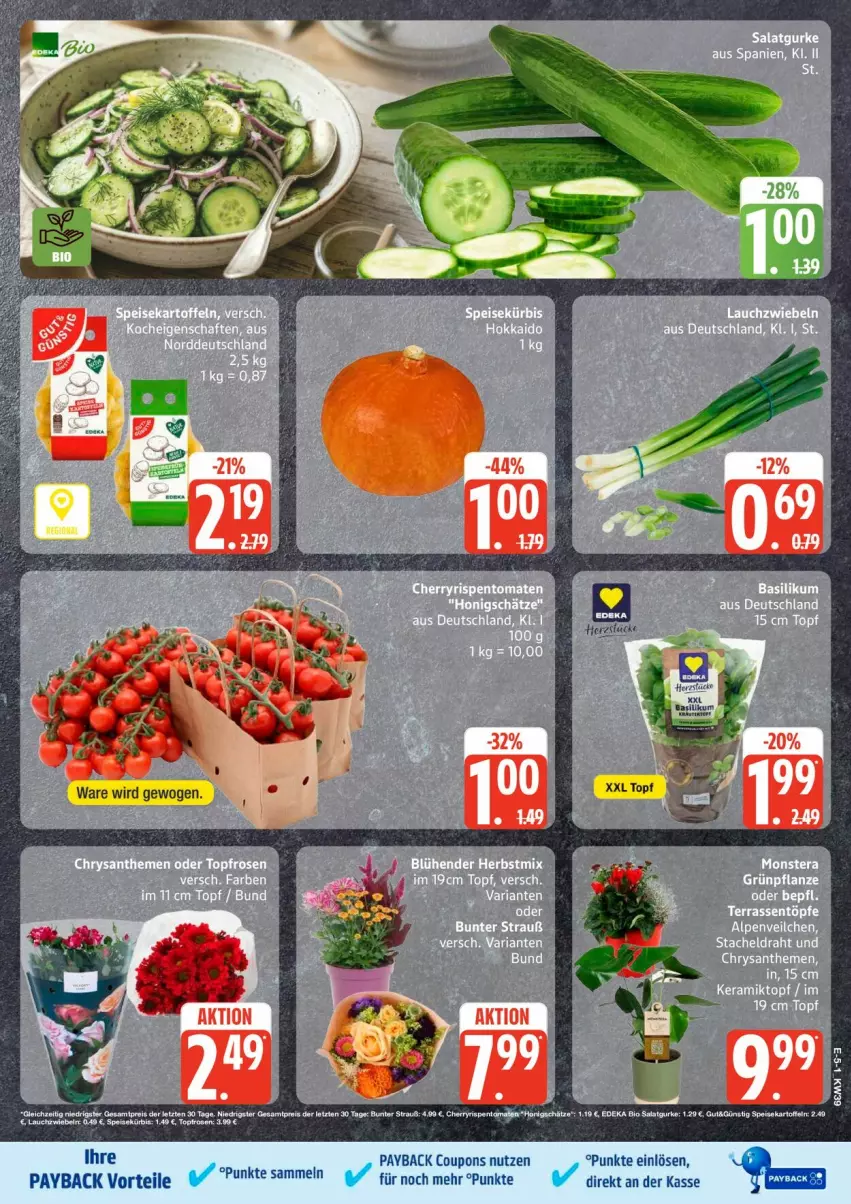 Aktueller Prospekt Edeka - Prospekte - von 21.09 bis 26.09.2026 - strona 5 - produkty: basilikum, chrysanthemen, coupon, coupons, Draht, eier, eis, gurke, monster, Monstera, payback, pflanze, reis, Ria, rosen, salat, Salatgurke, tesa, Ti, topf, ZTE