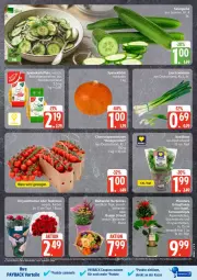 Gazetka promocyjna Edeka - Prospekte - Gazetka - ważna od 26.09 do 26.09.2026 - strona 5 - produkty: basilikum, chrysanthemen, coupon, coupons, Draht, eier, eis, gurke, monster, Monstera, payback, pflanze, reis, Ria, rosen, salat, Salatgurke, tesa, Ti, topf, ZTE